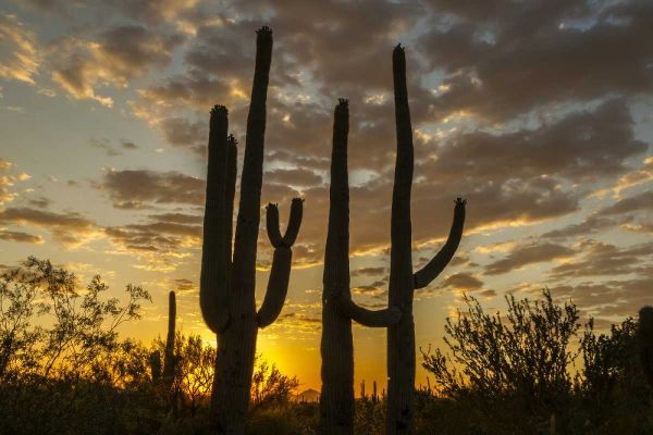 Arizona, Saguaro NP Sunset on desert landscape